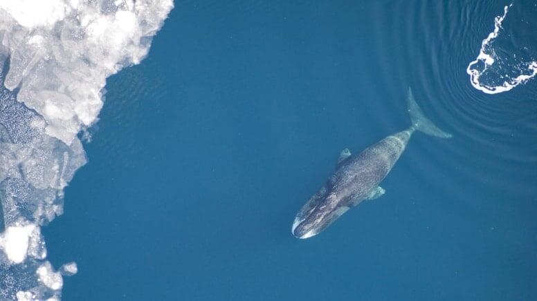 Bu canlı öz ömrünü uzada bilir  250 ildir yaşayır