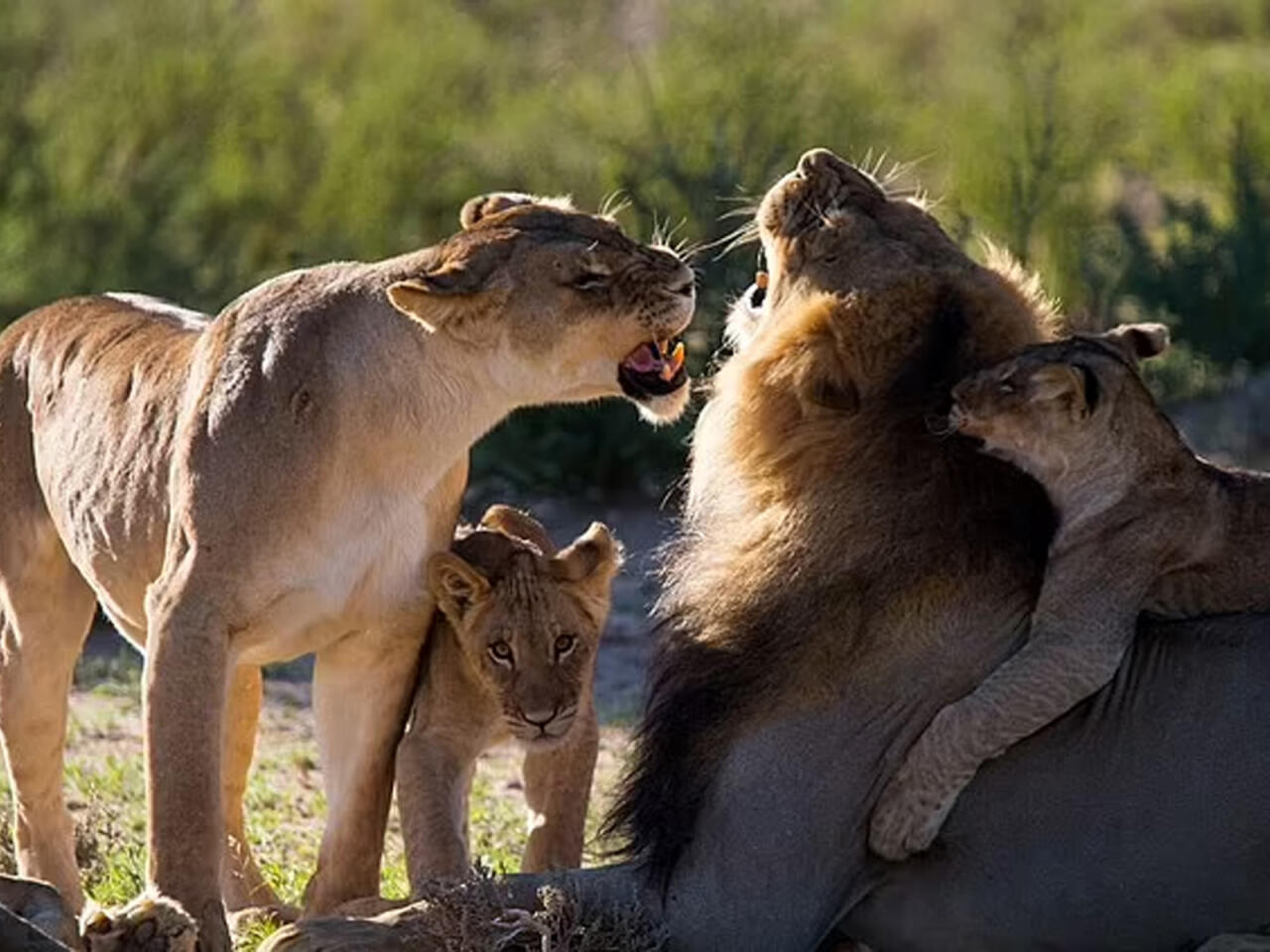 İş adamını Namibiyada şir parçaladı  FOTO