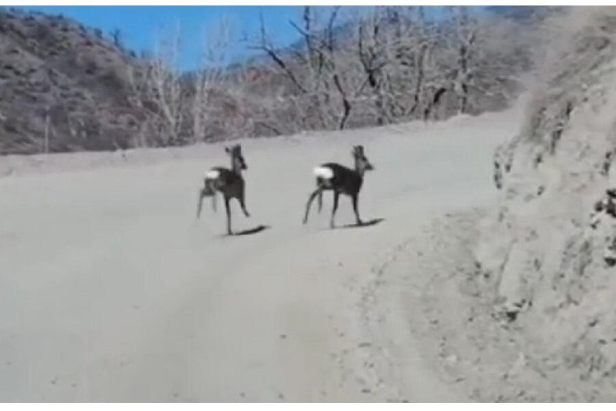 Laçında iki ceyran görünüb 