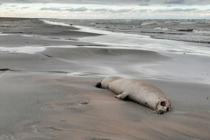 Xəzər sahilində yenidən ölü suitilər aşkar edildi