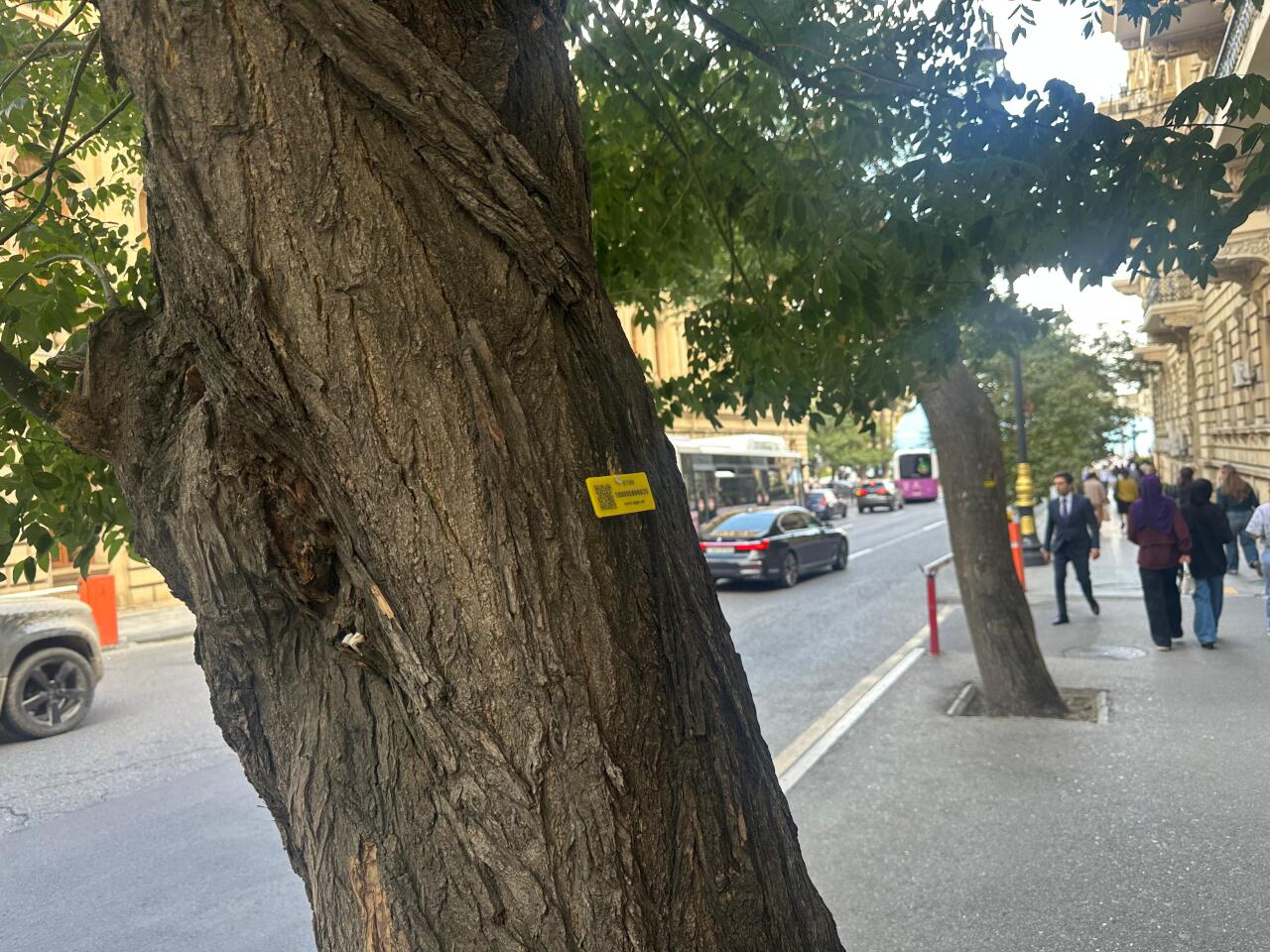 Bakıda ağacların nömrələnməsinə başlanılıb  FOTO