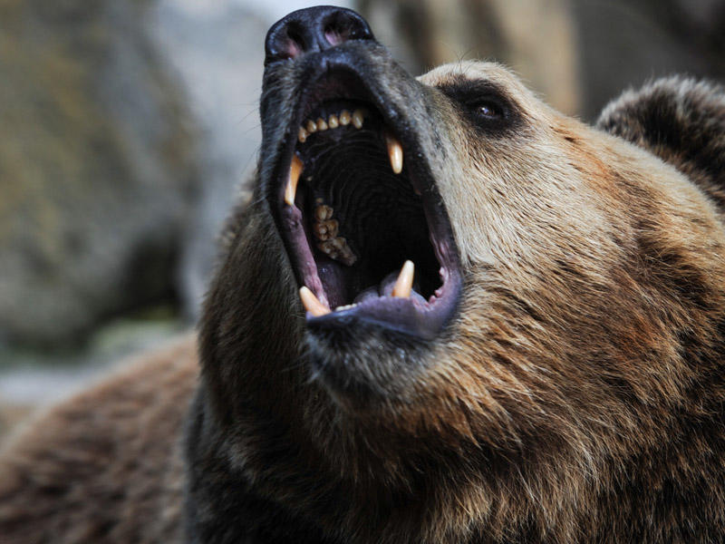 Yaponiyada ordu ayılara g&ouml;rə səfərbər edildi