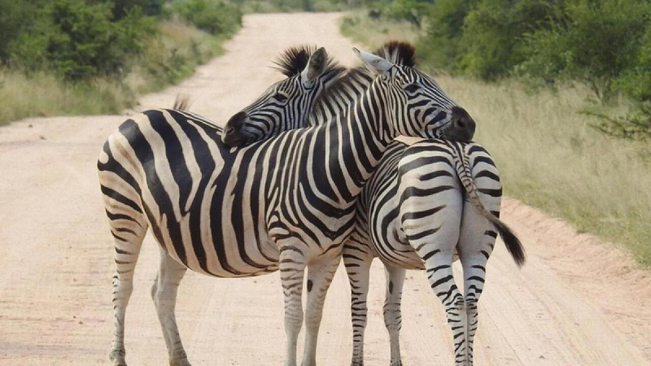 Zebra əslində hansı rəngdədir: Qaraağ, yoxsa ağqara?