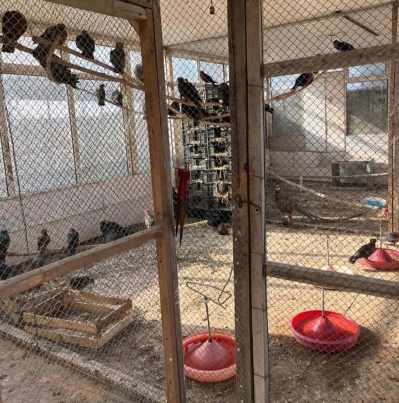 Restoranda saxlanılan heyvanlar aidiyyəti üzrə təhvil verildi