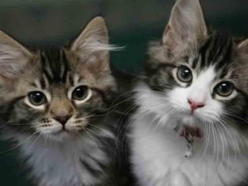 Pişik bələdiyyə sədrinin başına "oyun a&ccedil;dı" 