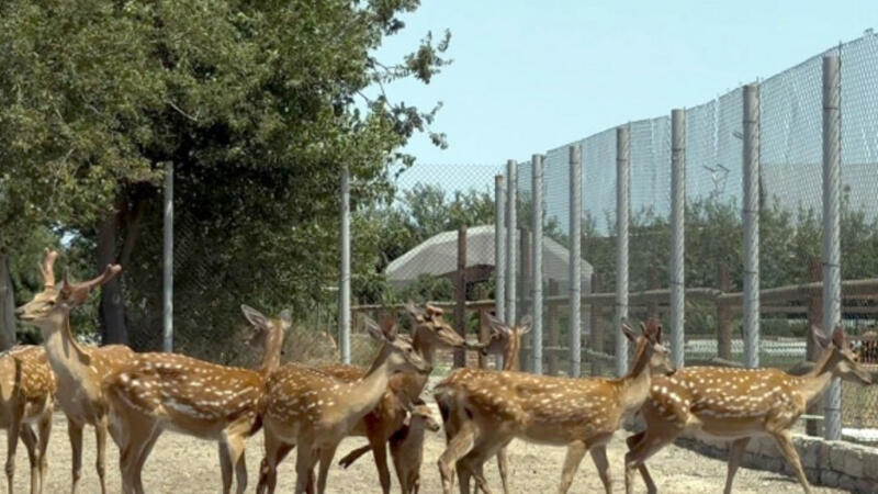 Buzovnada qanunsuz saxlanılan heyvanlar zooparka təhvil verildi  FOTO