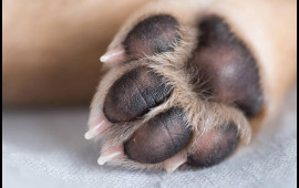 Yeni infeksiya yayılır  İtlərdən keçir