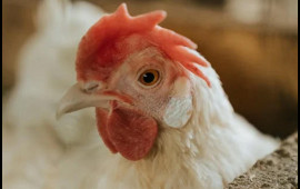 "Toyuğun başını və ayağını yenidən toyuqlara yem kimi verirlər?