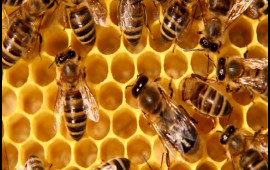 Qolunda minlərlə arı daşıyır, heç bir arı uçmur  VİDEO