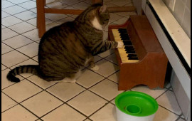 Pişik yeməyə görə pianino çalmağı öyrəndi  VİDEO