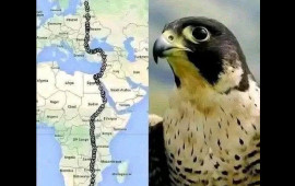 Bir şahin, iki qitə, 42 gün  Dünya bu hadisədən danışır