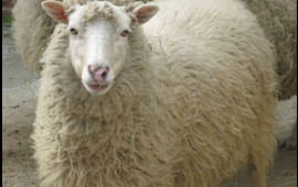 Qurban ətindən kabab etmək olarmı?  Çoxlarını maraqlandıran cavab