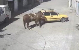 Tövlədən qaçan öküz “VAZ 2109”u belə parçaladı 