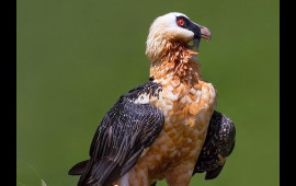 Azərbaycanda fotoqraf bu g&ouml;r&uuml;nt&uuml;lər &uuml;&ccedil;&uuml;n 3 g&uuml;n MAĞARADA QALDI 