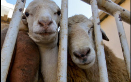 Kimlər qurban kəsə bilər? 