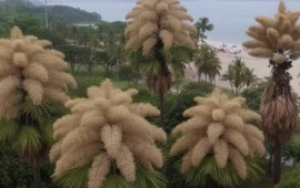 Ömründə yalnız bir dəfə çiçək açan ağac: 80 ildən bir baş verən möcüzə