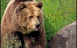 250 kqlıq ayı ABŞ sakininin zirzəmisində sığınacaq tapdı 
