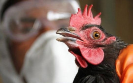 Qida Təhl&uuml;kəsizliyi Agentliyindən quş qripi ilə bağlı VACİB XƏBƏR