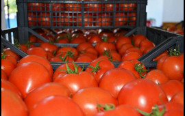 "Vasmoy" bazarında qəribə fırıldaq  Pomidorun qırmızı görünməsi üçün görün nə edirlər