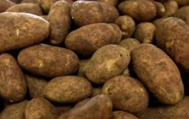 Bazarlarda təhl&uuml;kəli kartof satılır?  ARAŞDIRMA