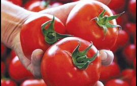 Pomidorun tərkibindəki likopin xərçəngdən müdafiə edir