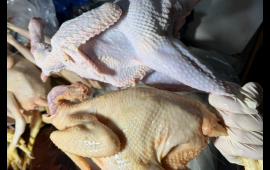 Sintetik maddə ilə rəngləyib "kənd &ccedil;olpası" adı ilə satırmışlar 