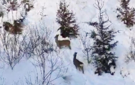 La&ccedil;ınŞuşa yolunda m&ouml;htəşəm g&ouml;r&uuml;nt&uuml;: qar &uuml;st&uuml;ndə qa&ccedil;an c&uuml;y&uuml;rlər 