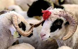 Qurban bayramı ilə bağlı fətva verildi