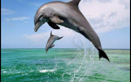 Delfin havada 6 dövrə vurdu  VİDEO