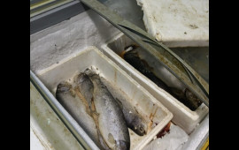 Bakıda məşhur bazarda yararsız balıqlar satırlarmış 