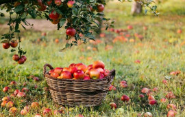 Azərbaycanın alma ixracı 14 ilin rekordunu qırdı