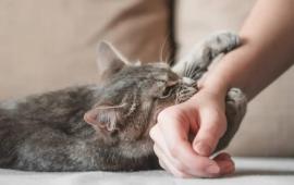 Yuxuda pişik cırmaqlaması nə deməkdir?