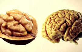 Orqanlarımızın &ldquo;əkizi&rdquo; olan