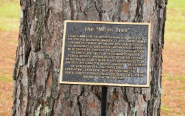 Yanından ke&ccedil;diyiniz ağac əslində aydan gəlmiş ola bilər