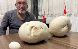 Gəzməyə çıxdığı yolda görün nə tapdı "İlk dəfədir belə bir şey görürəm"