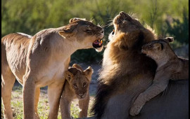 İş adamını Namibiyada şir parçaladı  FOTO
