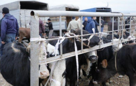 Daha bir heyvan bazarı a&ccedil;ıldı