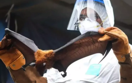 Yarasalardan yoluxur, 24 saat ərzində komaya salır  He&ccedil; bir əlaməti yoxdur 