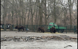 Almaniyadan Azərbaycana 18 zubr yola salınıb 