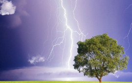 Evin h&uuml;zurunu qa&ccedil;ıran ağaclar: M&uuml;təxəssislərdən ciddi xəbərdarlıq