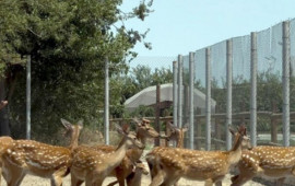 Buzovnada qanunsuz saxlanılan heyvanlar zooparka təhvil verildi  FOTO