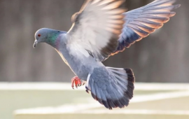 G&ouml;yər&ccedil;in hara u&ccedil;acağını necə bilir?  &ldquo;Kompas&rdquo; tapıldı